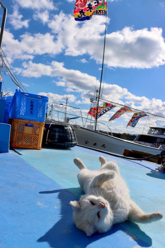 上天草湯島　ネコ島
